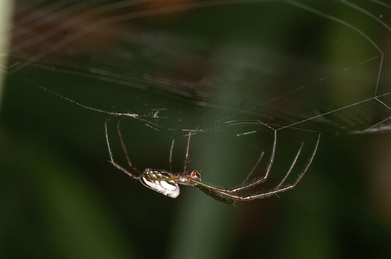 Leucage_granulata_D5565_Z_91_Wellington Point Esplanada_Australie.jpg